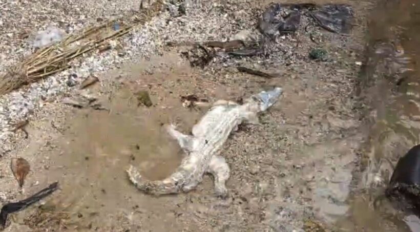 Crocodile found skinned on Chon Buri beach