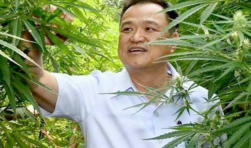 Thailand’s Public Health Minister vows to keep weed legal if he stays in office