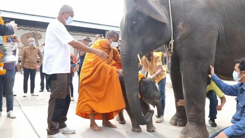 Third baby elephant of the year born at Pattaya garden