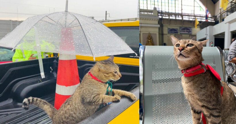 Cat goes missing in Hat Yai, turns up 1000km away in Bangkok, Thailand