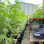 Cannabis-stealing school principal thought plants were free | Thaiger