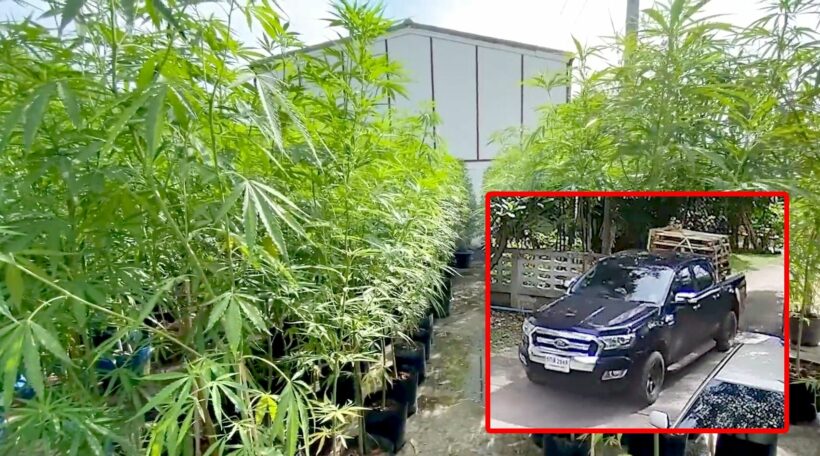 Cannabis-stealing school principal thought plants were free