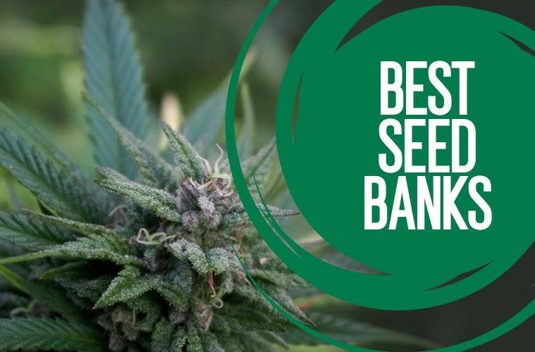 10 Best Seed Banks that Ship Cannabis Seeds Discreetly to You (Free US