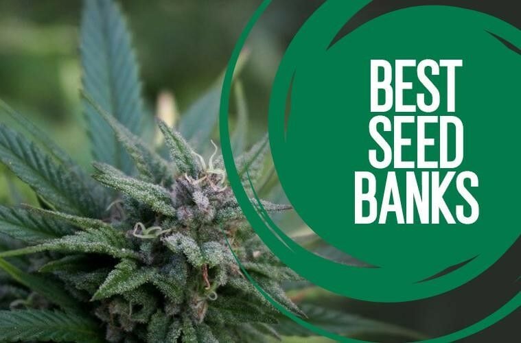 10 Best Seed Banks that Ship Cannabis Seeds Discreetly to You (Free US Shipping) Thaiger