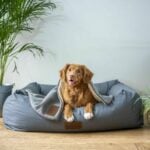 How to improve your dog&#8217;s quality of life in Bangkok | Thaiger