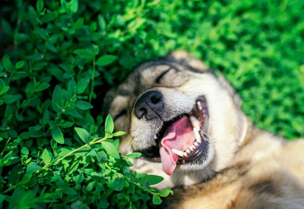 Public park becomes dog-friendly in Bangkok