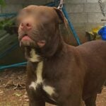 &#8216;Nazi&#8217; the Pit Bull mauls its owner in northeast Thailand | Thaiger