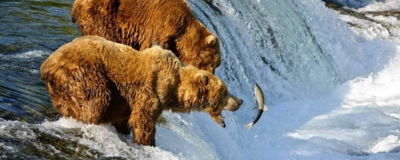 Big fat fraud - bear-faced cheating in Alaskan wildlife poll | News by Thaiger