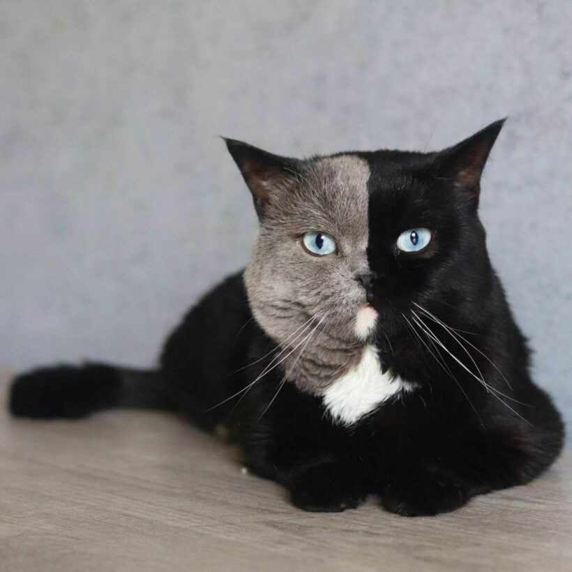 Netizens divided over two-faced cat