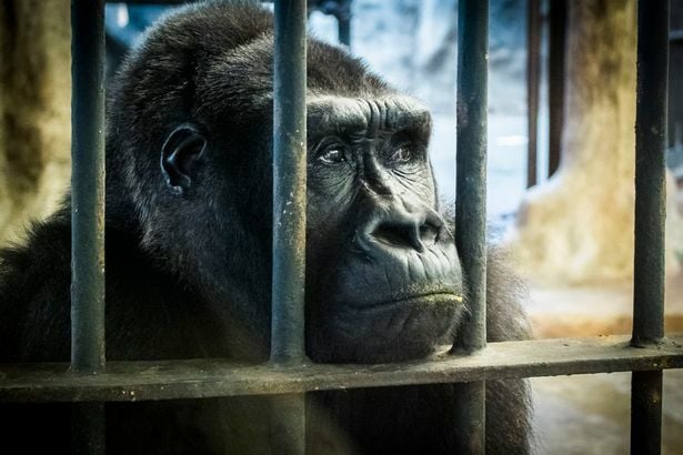 No chance of parole for Bangkok's imprisoned gorilla | News by Thaiger
