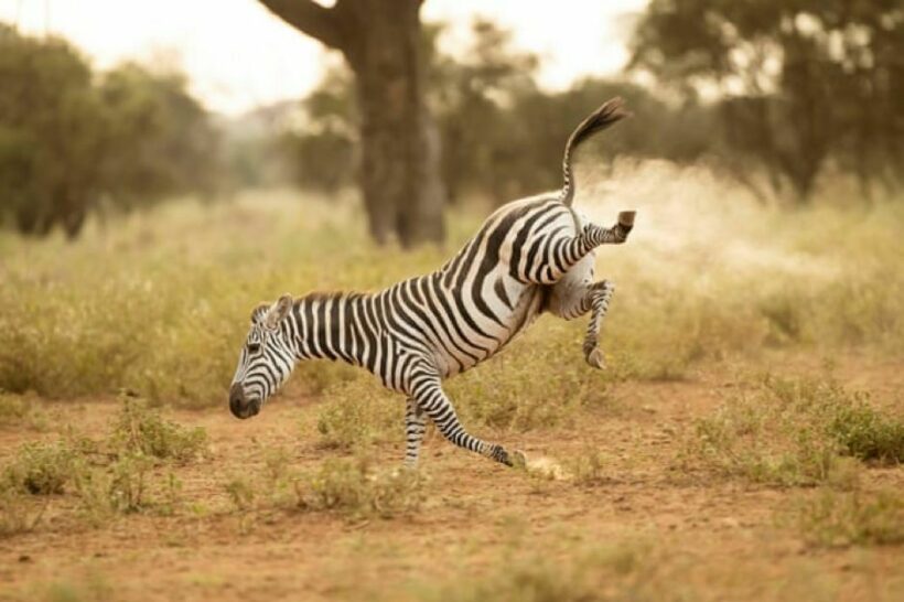 Dying of laughter - animals on the brink say 'cheesy' | News by Thaiger