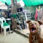 Pit bulls released from cages kill owner&#8217;s father | Thaiger