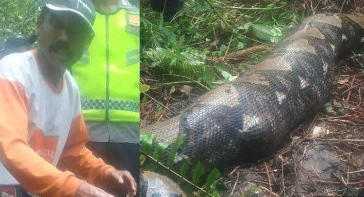 Missing Indonesian woman’s body found inside giant python