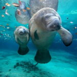 Andaman Sea coast set for UNESCO recognition | Thaiger