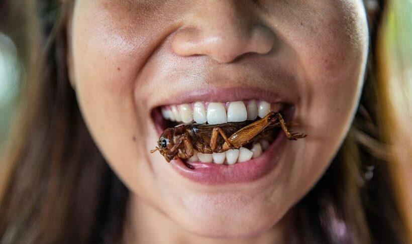 Singapore reviewing import of 16 insects for food