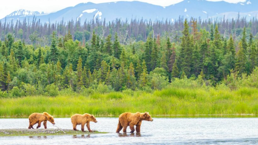 Big fat fraud - bear-faced cheating in Alaskan wildlife poll | Thaiger