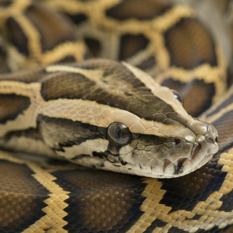 Burmese escapees rounded up in annual Florida snake wrangle | Thaiger