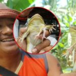 Six-legged golden frog brings good fortune in northern Thailand | Thaiger