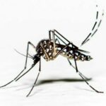 Lean, mean, biting machines &#8211; Are you top of the mosquito menu? | Thaiger
