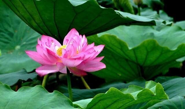 The spiritual significance of lotus flowers in Thailand