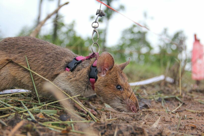 Could rats save people from disaster zones?