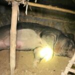 Man savaged to death by his pet wild boar | Thaiger