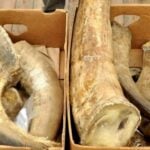 Myanmar kleptocracy boosts rhino horn trafficking | Thaiger