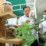 What are they smoking? More tweaks to cannabis rules | Thaiger