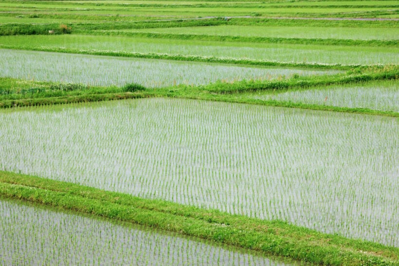 Thai scientists develop flood-resistant rice - Thaiger