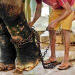 Dying elephant Muthu Raja’s misery continues in Sri Lanka | Thaiger
