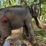 Thai elephant given to Sri Lanka lives unhealthy life &#038; works hard | Thaiger