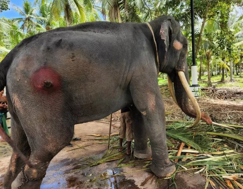 Thai elephant given to Sri Lanka lives unhealthy life & works hard | Thaiger