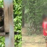 HelloFresh accused of using coconut milk made using monkey labour in Thailand | Thaiger