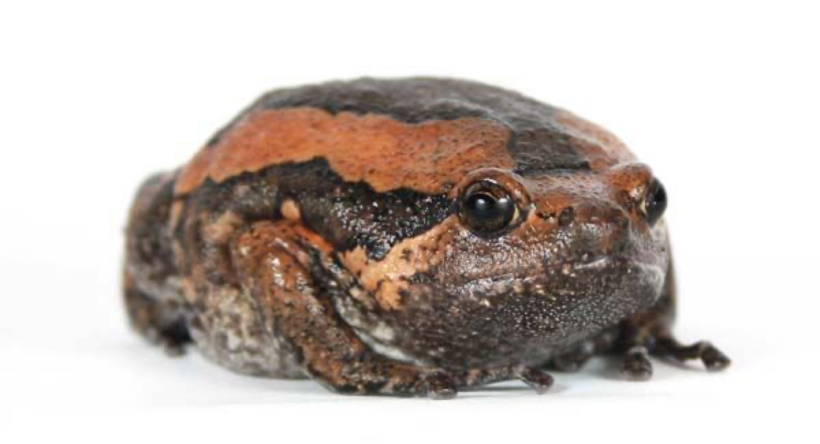 Thailand wildlife - 10 things to see in your garden | News by Thaiger