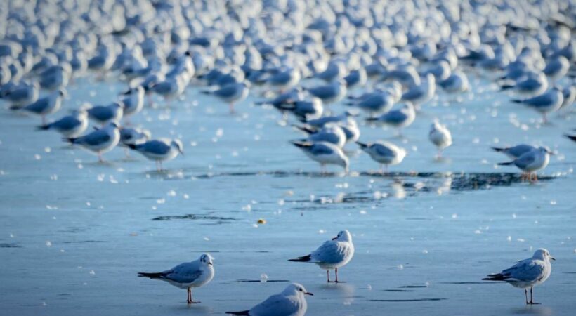 Tourists and seagulls flock to each other at a sandbar in central Thailand