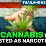 Thailand News Today | Will Cannabis Be Relisted as Narcotic? | Thaiger