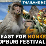 Thailand News Today | Big Feast For Monkeys At Lopburi Festival | Thaiger