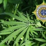 Cannabis fate discussed today by Narcotics Control Board | Thaiger