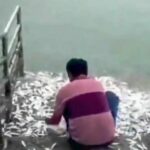 A fish tale: thousands of fish jump onto bridge on Krabi island | Thaiger