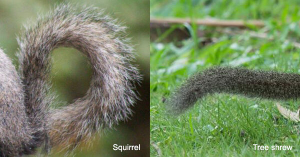 Thailand wildlife - 10 things to see in your garden | News by Thaiger