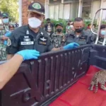 Police seize four tiger cubs in northeast Thailand | Thaiger