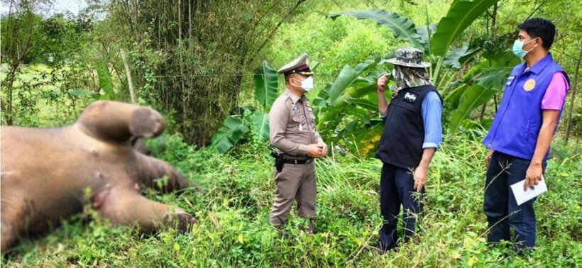 Wild elephant electrocuted to death in eastern Thailand