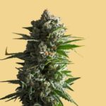 Cannabis in Thailand: A Guide for Tourists | Thaiger