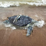 Sea turtle choked to death on plastic waste | Thaiger