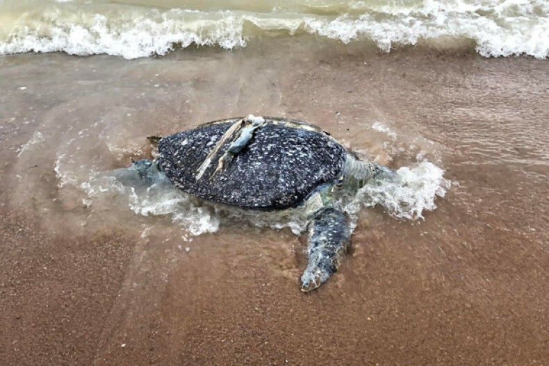 Sea turtle choked to death on plastic waste