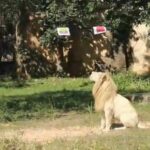 Lion in northeast Thailand makes first World Cup 2022 predictions | Thaiger