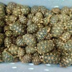 Smuggled wildlife goods pouring out of India | Thaiger