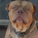 Man savaged to death by three pit bulls | Thaiger