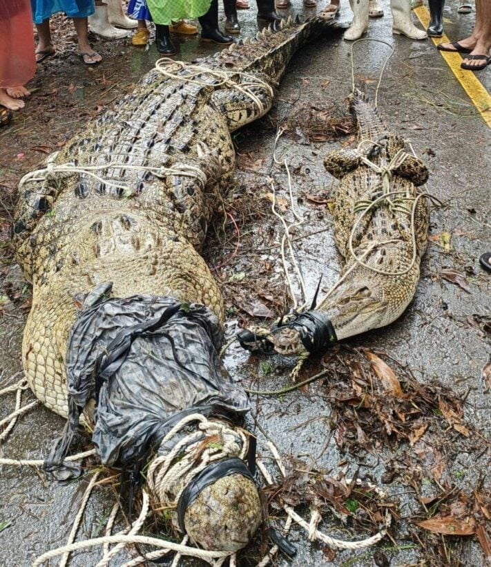 гигантский морской крокодил крокодилы мир маленькой деревни на юге таиланда