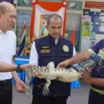 Rawai residents shocked by baby crocodile | Thaiger